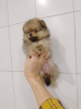 Photo №1. pomeranian - for sale in the city of Москва | 1585$ | Announcement № 86529