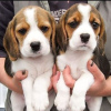 Photo №1. beagle - for sale in the city of Радвилишкис | 317$ | Announcement № 75803
