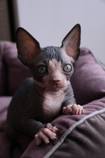 Photo №1. sphynx-katze - for sale in the city of Kiev | 770$ | Announcement № 5231