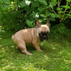 Photo №4. I will sell french bulldog in the city of Novosibirsk. private announcement - price - 276$