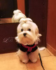 Photo №1. maltese dog - for sale in the city of Kiev | 800$ | Announcement № 18228