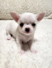 Photo №2 to announcement № 94651 for the sale of chihuahua - buy in Serbia breeder