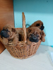 Additional photos: Shar Pei puppies