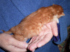 Photo №4. I will sell maine coon in the city of Heilbronn. private announcement, breeder - price - 317$