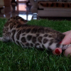 Photo №1. bengal cat - for sale in the city of Москва | 1200$ | Announcement № 9726