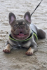 Photo №2. Mating service french bulldog. Price - negotiated