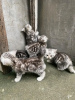 Photo №3. Healthy cute adorable Maine coon kittens available now for sell. Germany