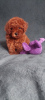 Additional photos: Three boys Toy poodle (Toy poodle, zwergpudel, pudl toy) FCI