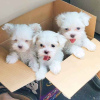 Photo №1. maltese dog - for sale in the city of St. Gallen | 364$ | Announcement № 9966