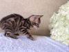 Additional photos: bengal girl in breeding