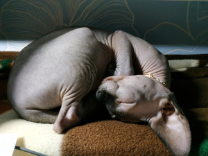 Additional photos: The little girl Sphynx is looking for her parents