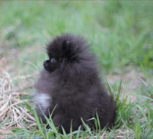 Additional photos: St. Petersburg. Kennel RKF Zolotko Moy offers puppies of breed Pomeranian Spitz