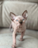 Photo №2 to announcement № 93344 for the sale of sphynx cat - buy in United States private announcement