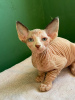 Photo №2 to announcement № 31164 for the sale of sphynx-katze - buy in Russian Federation private announcement