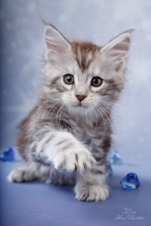Photo №1. maine coon - for sale in the city of St. Petersburg | 1308$ | Announcement № 5516
