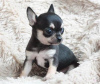 Photo №2 to announcement № 100167 for the sale of chihuahua - buy in Germany private announcement, from nursery, breeder