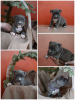 Photo №3. AST puppies. Russian Federation