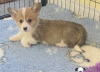 Photo №4. I will sell welsh corgi in the city of Афины.  - price - 264$