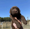 Photo №1. labrador retriever - for sale in the city of Гамбург | 1057$ | Announcement № 98594