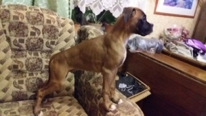 Photo №2 to announcement № 3696 for the sale of boxer - buy in Russian Federation private announcement