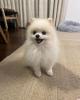 Photo №1. pomeranian - for sale in the city of Jerusalem | 680$ | Announcement № 102145