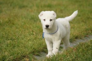 Additional photos: Central Asian Shepherd Dog puppy male