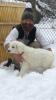 Photo №4. I will sell polish tatra sheepdog in the city of Закопане. private announcement - price - negotiated
