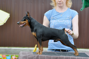 Photo №1. Mating service - breed: miniature pinscher. Price - Negotiated