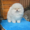 Photo №2 to announcement № 118240 for the sale of pomeranian - buy in Germany private announcement