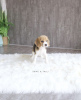 Photo №1. beagle - for sale in the city of Берлингероде | 634$ | Announcement № 99571