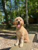 Additional photos: Labradoodle F1b