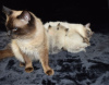 Photo №3. Vaccinated Ragdoll Kittens available for Sale. Germany