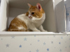 Additional photos: Charming red cat Bonechka is looking for a home and a loving family!