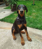 Photo №1. dobermann - for sale in the city of Belgrade | 370$ | Announcement № 116340