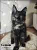 Photo №4. I will sell maine coon in the city of Karlsruhe.  - price - 1004$