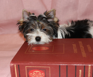 Photo №4. I will sell beaver yorkshire terrier in the city of Kirov. from nursery - price - 804$