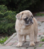 Photo №1. pug - for sale in the city of Constanța | 2000$ | Announcement № 45525