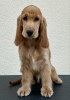 Photo №1. english cocker spaniel - for sale in the city of Ada | 528$ | Announcement № 123425