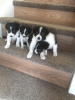 Photo №1. border collie - for sale in the city of Фарна | 354$ | Announcement № 29254