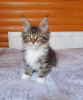 Photo №3. Maine Coon kitten with pedigree, black tiger with white. Ukraine