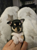 Photo №1. chihuahua - for sale in the city of New York | 250$ | Announcement № 96872