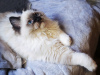 Additional photos: Club kitten of a rare Ragdoll breed.
