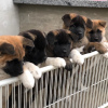 Photo №1. american akita - for sale in the city of Warsaw | 264$ | Announcement № 100253