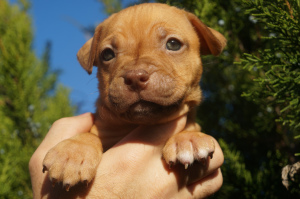 Additional photos: Kennel LOVELY HEARTS, puppies of the pit bull terrier of sports breeding