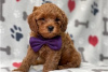 Photo №3. Beautiful Cavapoo Puppies For free adoption. Germany