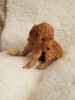 Photo №1. poodle (toy) - for sale in the city of Bremerhaven | Is free | Announcement № 95919