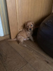 Additional photos: Vaccinated American Cocker Spaniel Puppies for sale