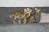 Additional photos: ocelot, serval and caracal kittens available