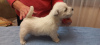 Photo №3. Best West Highland White Terrier puppies for sale. Latvia