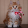 Photo №1. american bobtail - for sale in the city of Helsinki | negotiated | Announcement № 118728